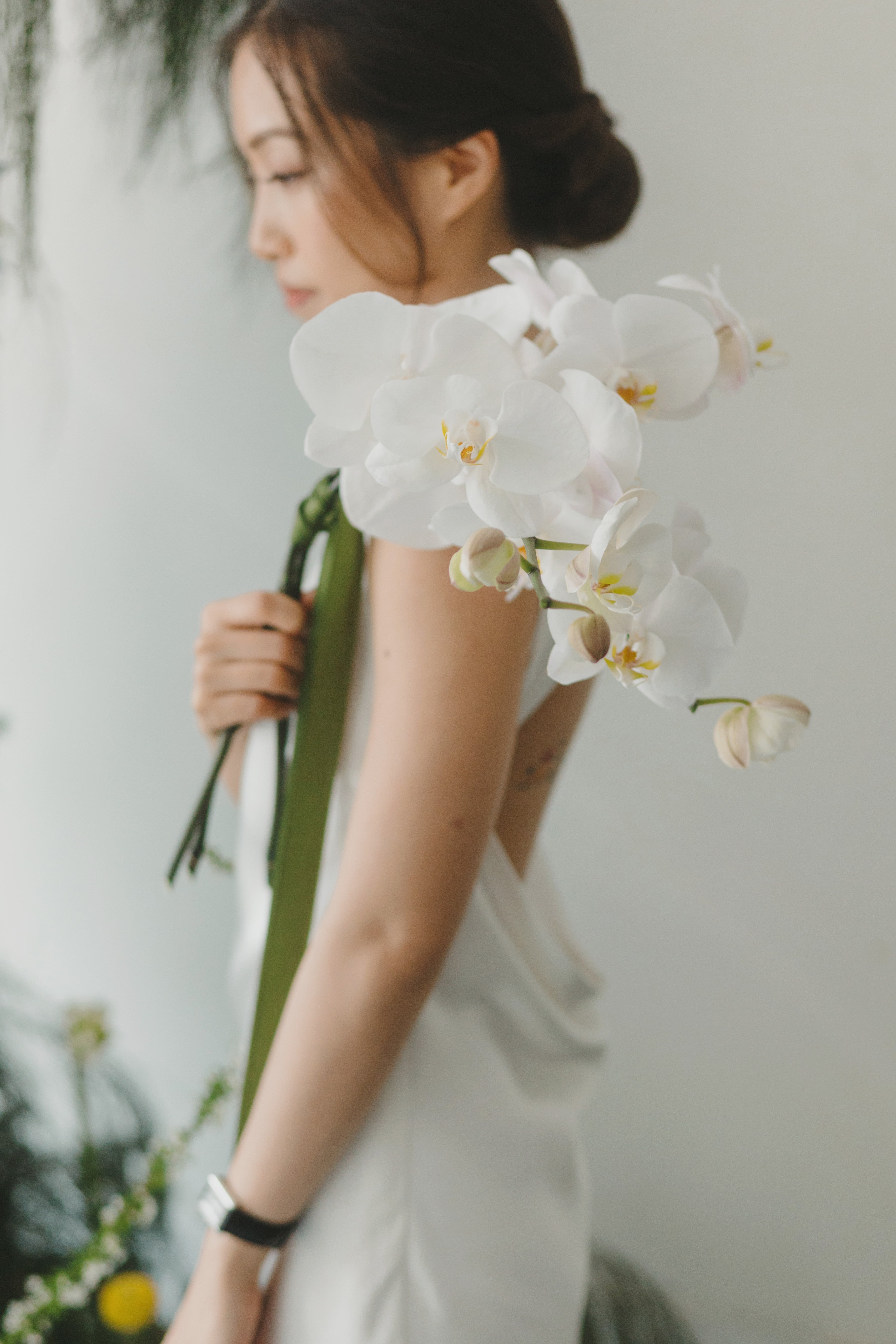 Phalaenopsis only