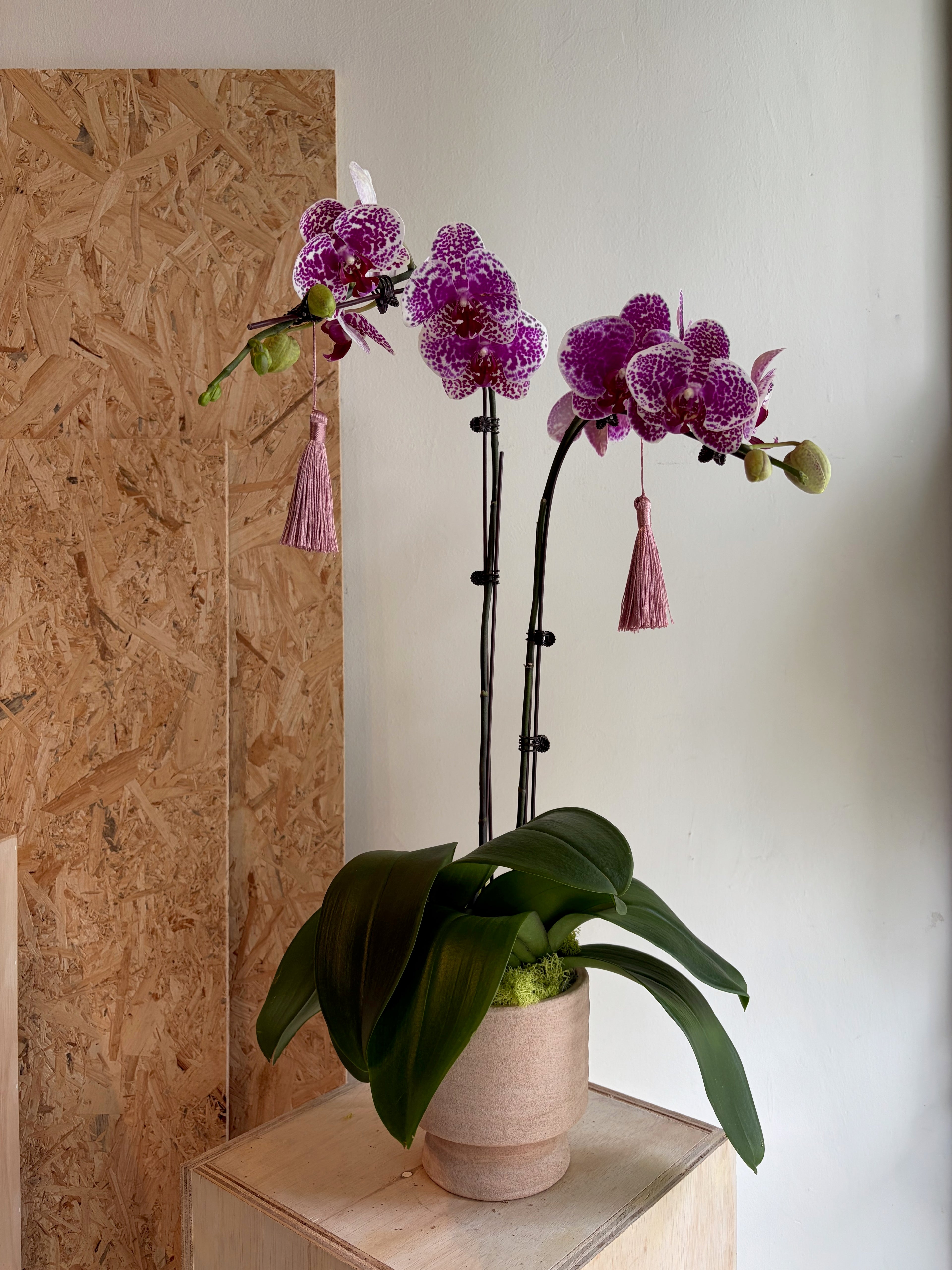 Dual Orchid Pot (Gold Pot)