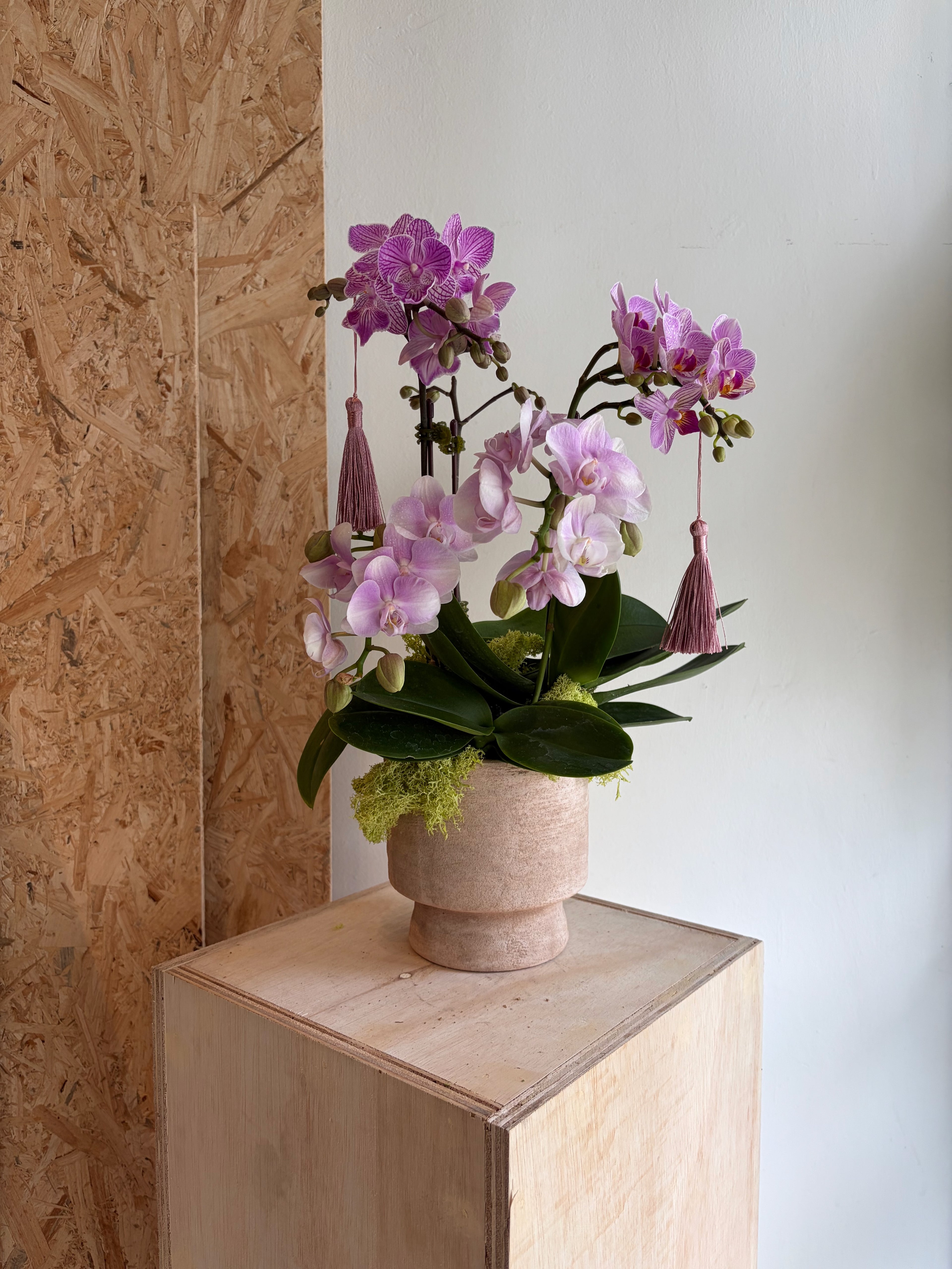 Mini Orchid Phalaenopsis (in a ceramic vase)